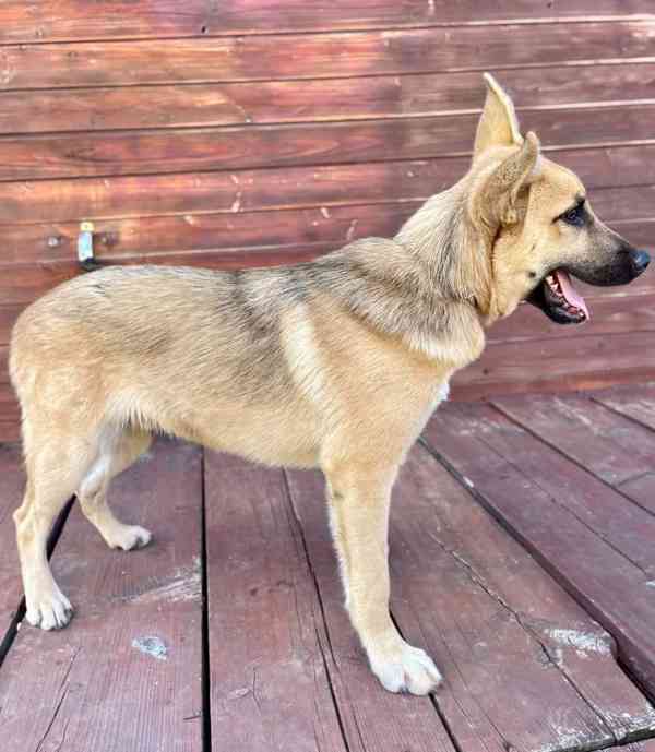 CASPER - pejsek, štěně 4 měsíce  - foto 4