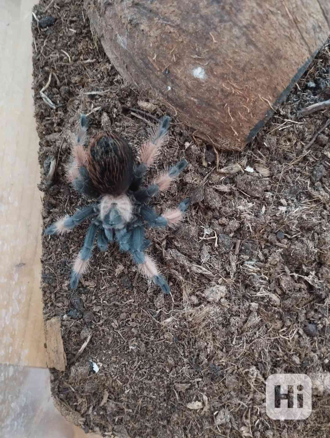 Brachypelma emilia 0.1.  - foto 1