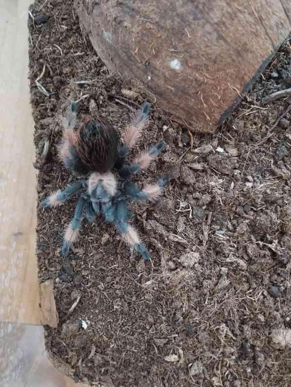 Brachypelma emilia 0.1.  - foto 1