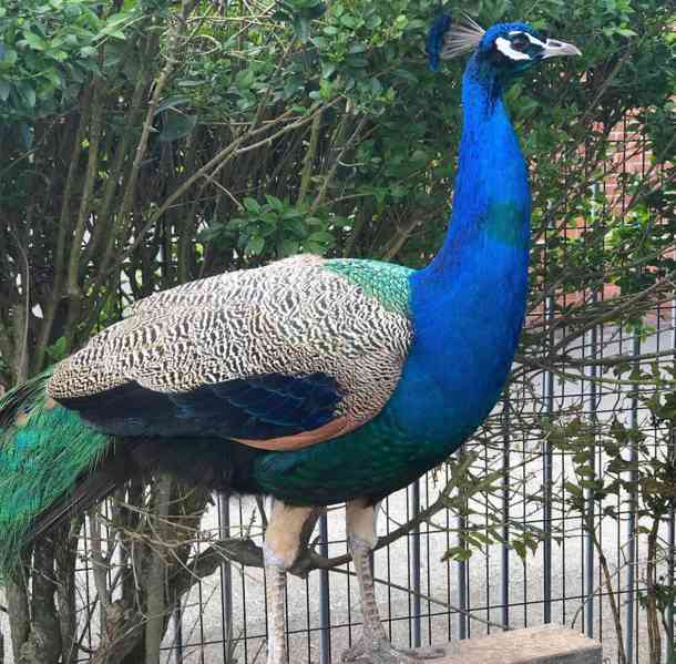 Swans, Peafowls, Parrots and Fertile Eggs For Sale