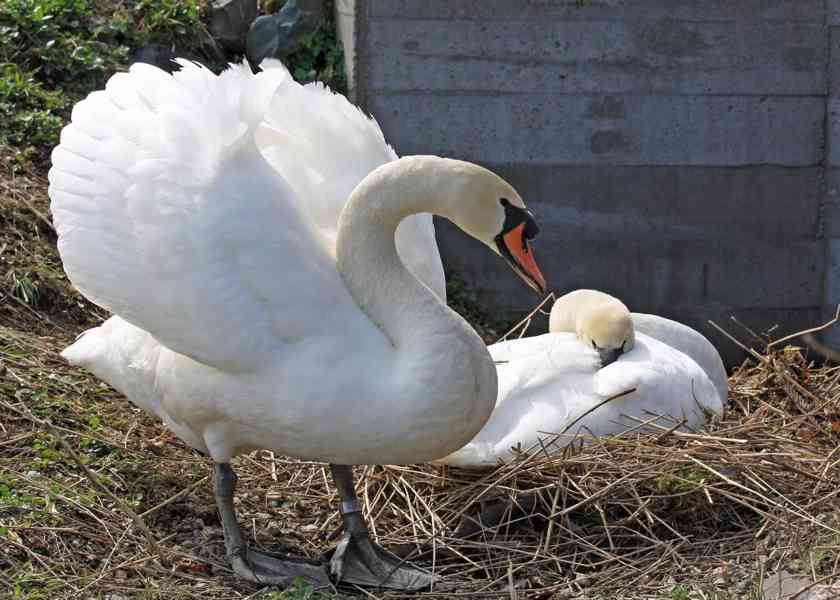 Swans, Peafowls, Parrots and Fertile Eggs For Sale - foto 2