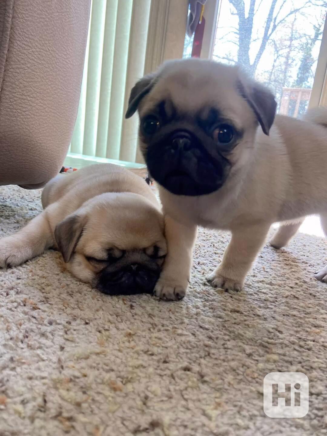 Dárek zdarma  krásná štěňata mopse k adopci   - foto 1