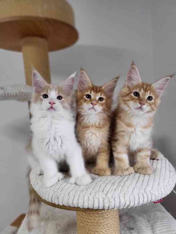 Mainská mývalí polydaktylní koťata s PP - foto 2
