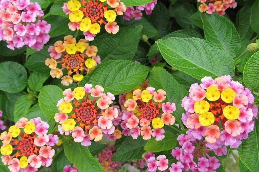 LANTANA CAMARA -SEMENA