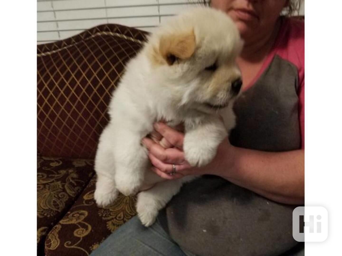 štěňátka čau čau k adopci - foto 1