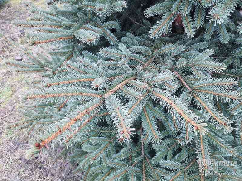 Chvojí - Smrk pichlavý (Picea pungens) - foto 1