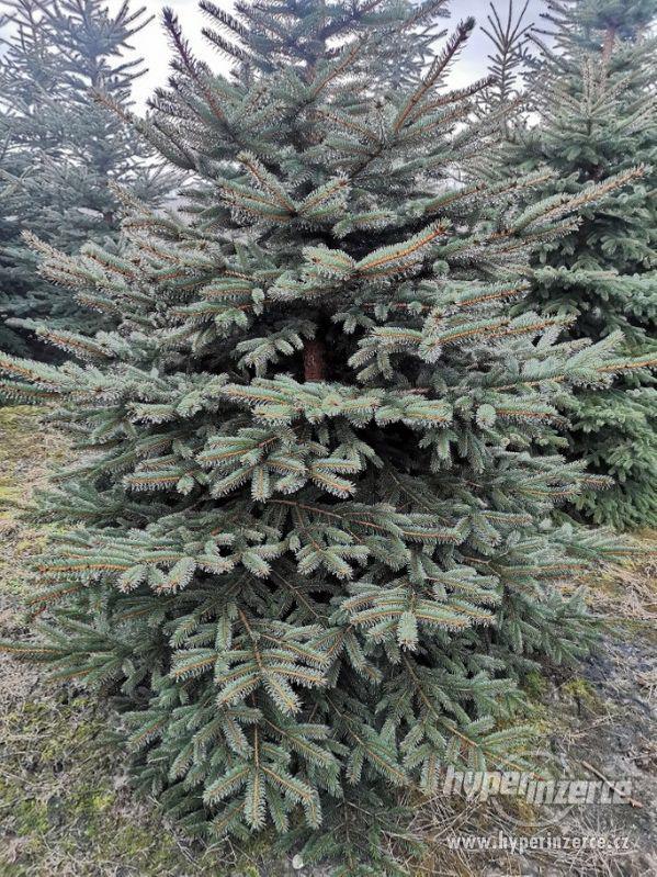 Chvojí - Smrk pichlavý (Picea pungens) - foto 3