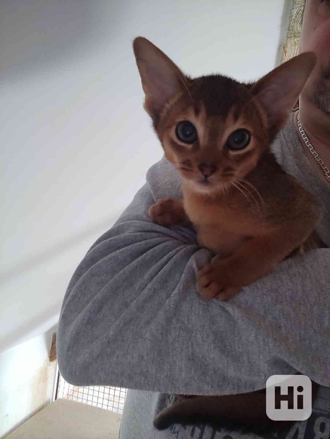 Habešský kocourek s PP - foto 1