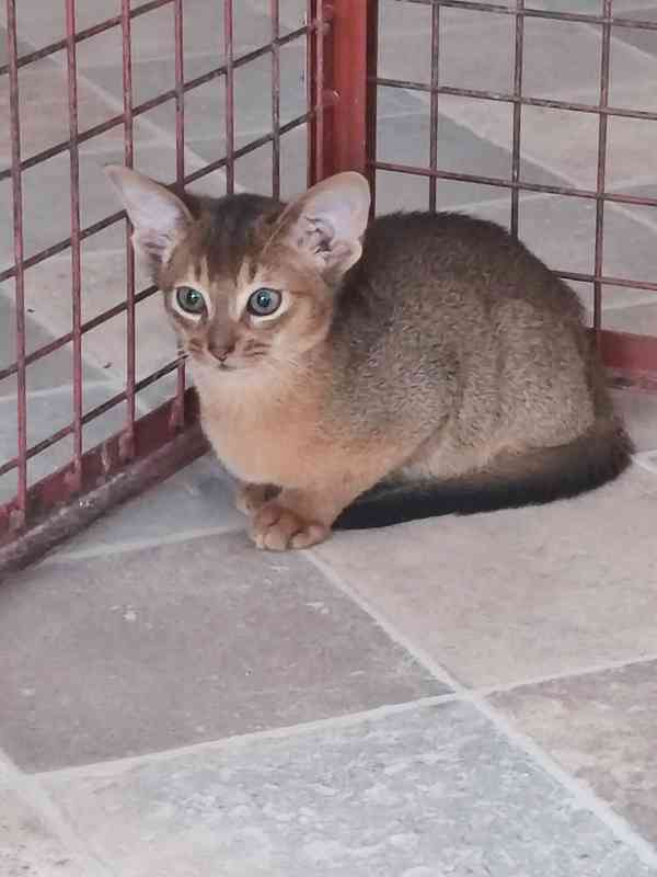 Habešský kocourek s PP - foto 3