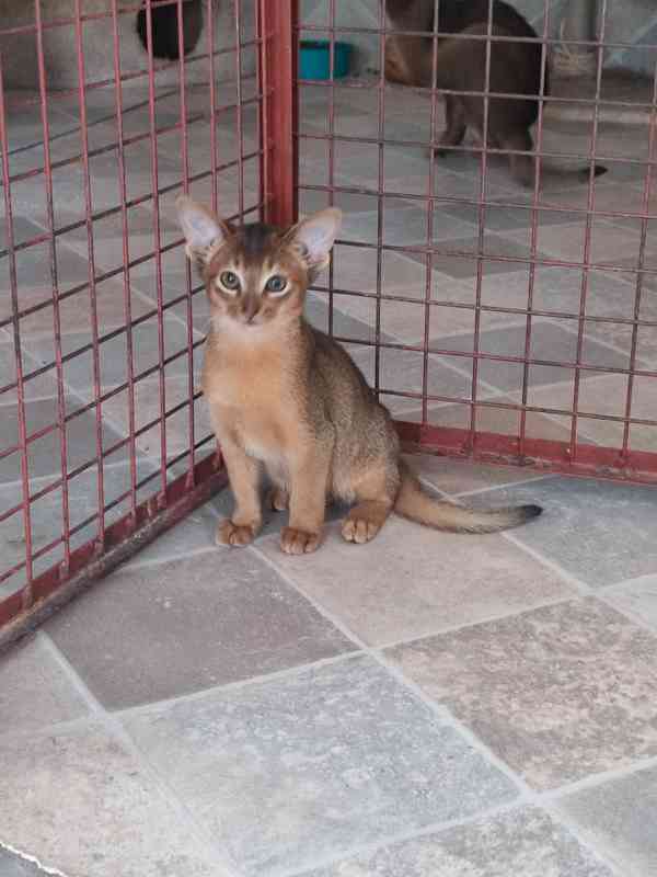 Habešský kocourek s PP - foto 5