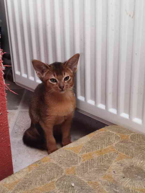 Habešský kocourek s PP - foto 2