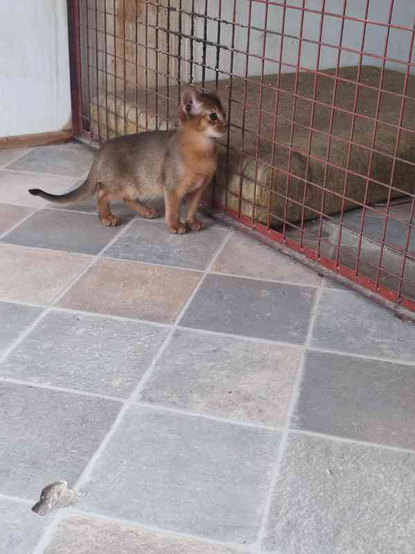 Habešský kocourek s PP - foto 4