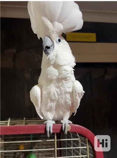 Kakadu deštníkový - foto 1