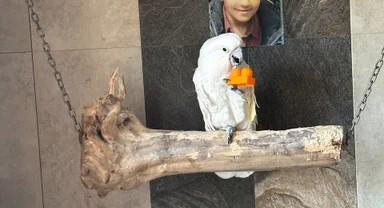 Kakadu deštníkový - foto 4