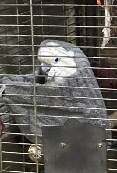 Kakadu deštníkový - foto 3