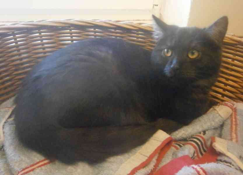 Černý až kouřový, 1roční Sam hledá domov. - foto 6