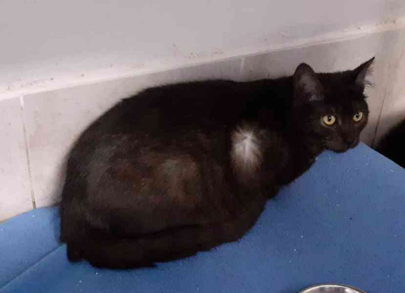 Černý až kouřový, 1roční Sam hledá domov. - foto 7