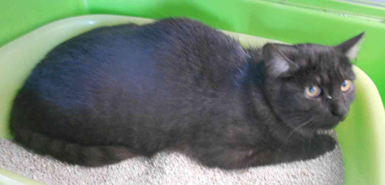 Černý až kouřový, 1roční Sam hledá domov. - foto 2