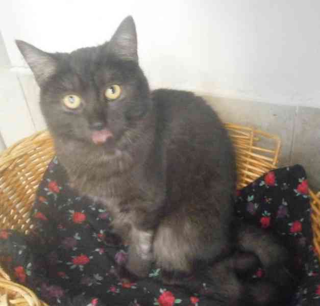 Černý až kouřový, 1roční Sam hledá domov. - foto 3