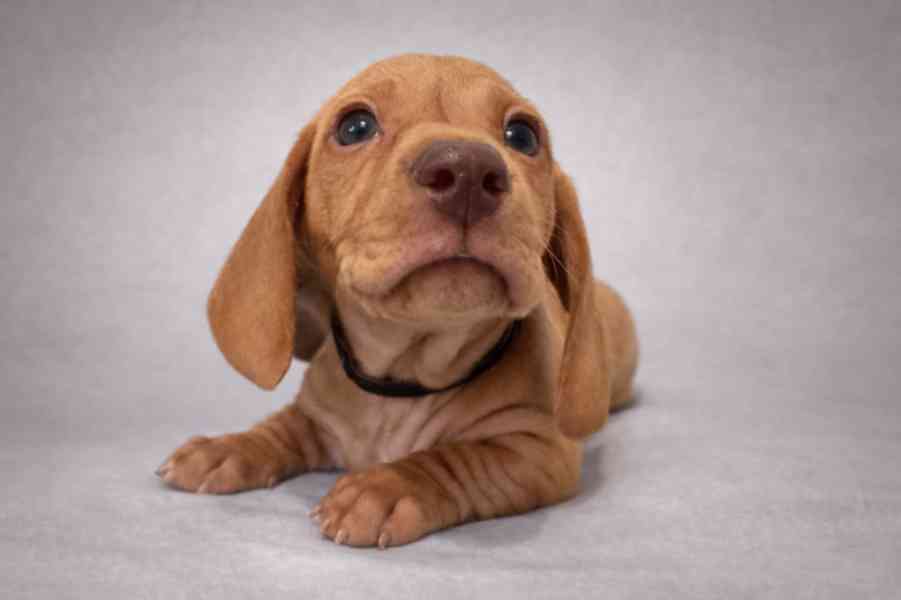 Jezevčík hladkosrstý trpasličí bez PP - foto 1