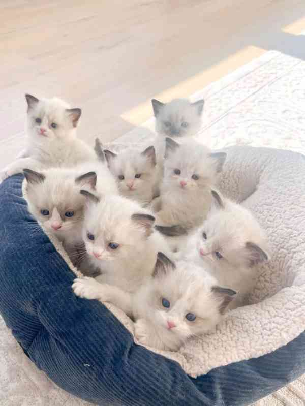 Koťata plemene Ragdoll - foto 1