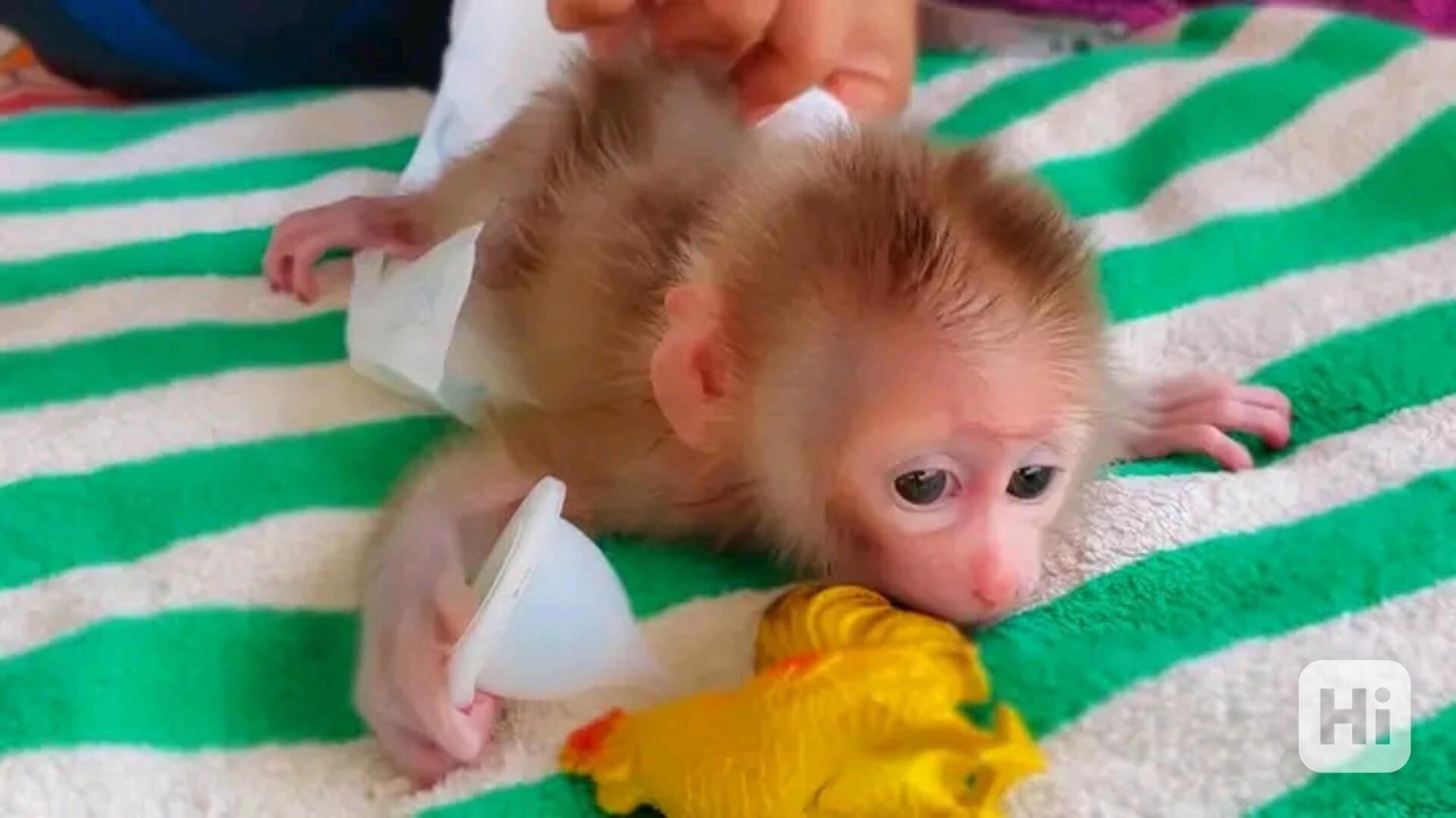   Klidné a roztomilé kapucínské opice - foto 1