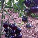 Černé rajče Blue - Bayou -semena - foto 1
