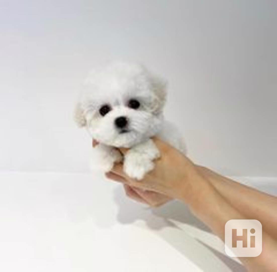 Štěňata Maltipoo připravena do nového domova Štěňátka Maltip - foto 1