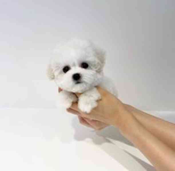 Štěňata Maltipoo připravena do nového domova Štěňátka Maltip - foto 1