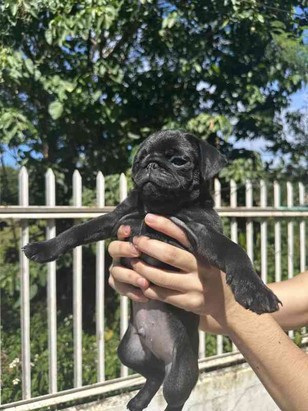 Mopsí štěňata jsou k dispozici k adopci, samci i samice, k v - foto 1