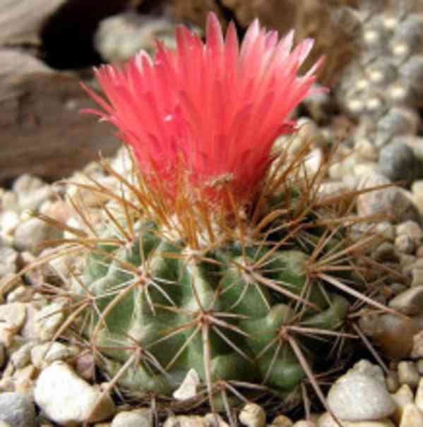 Kaktus Parodia idiosa Balení obsahuje 20 semen - foto 1