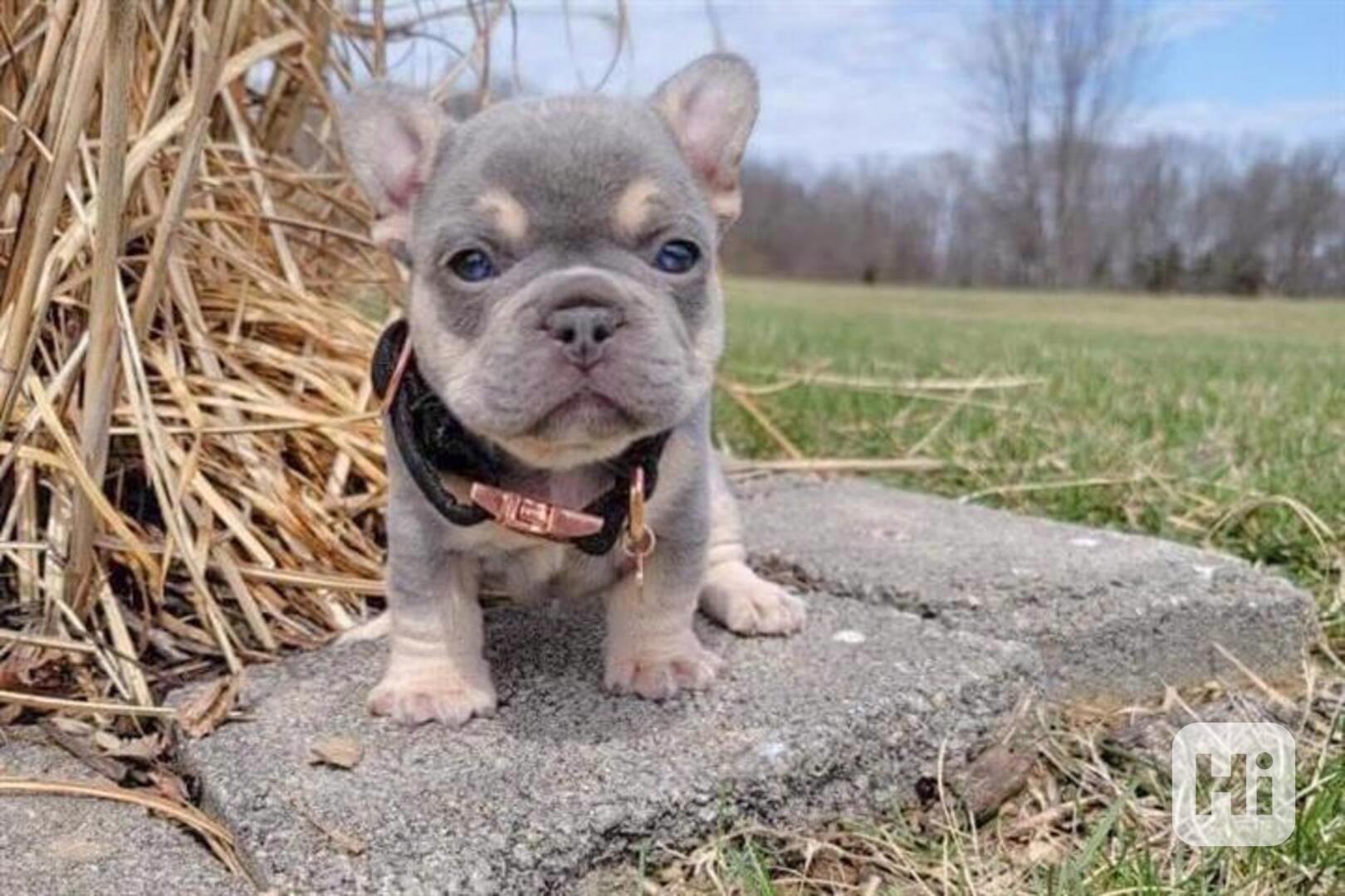  Modrý francouzský buldoček štěňata - foto 1