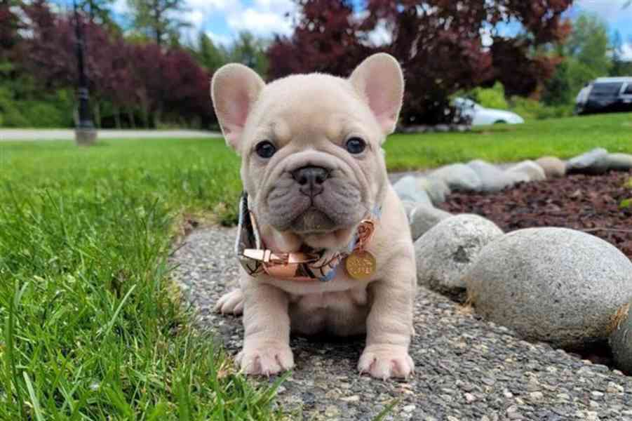  Modrý francouzský buldoček štěňata - foto 3