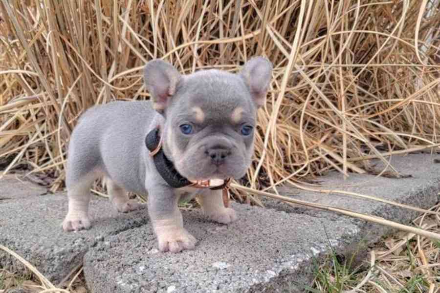  Modrý francouzský buldoček štěňata - foto 2