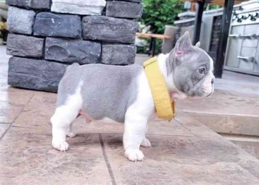  Modrý francouzský buldoček štěňata - foto 4