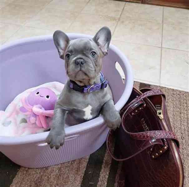  Modrý francouzský buldoček štěňata - foto 8