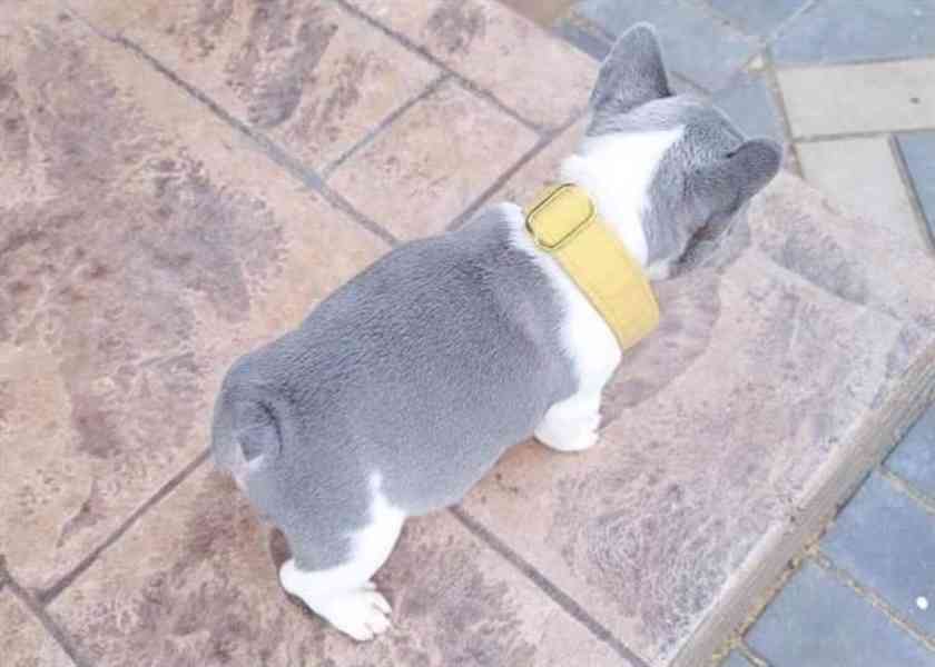  Modrý francouzský buldoček štěňata - foto 6