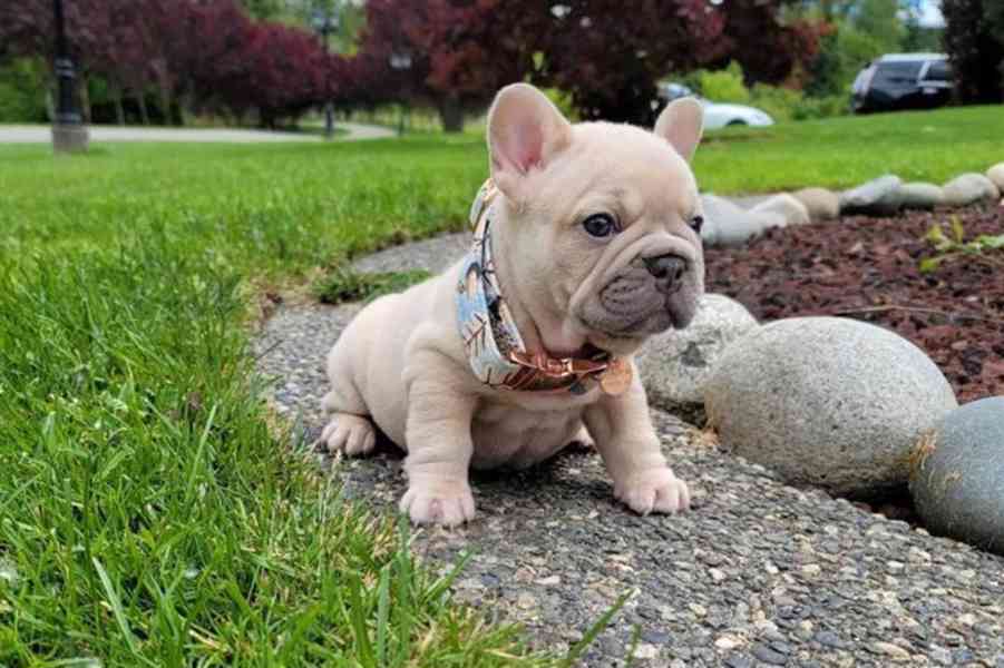  Modrý francouzský buldoček štěňata - foto 5