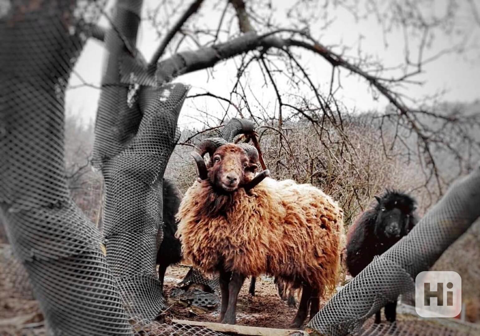Krásnou březí quessantskou ovečku - foto 1