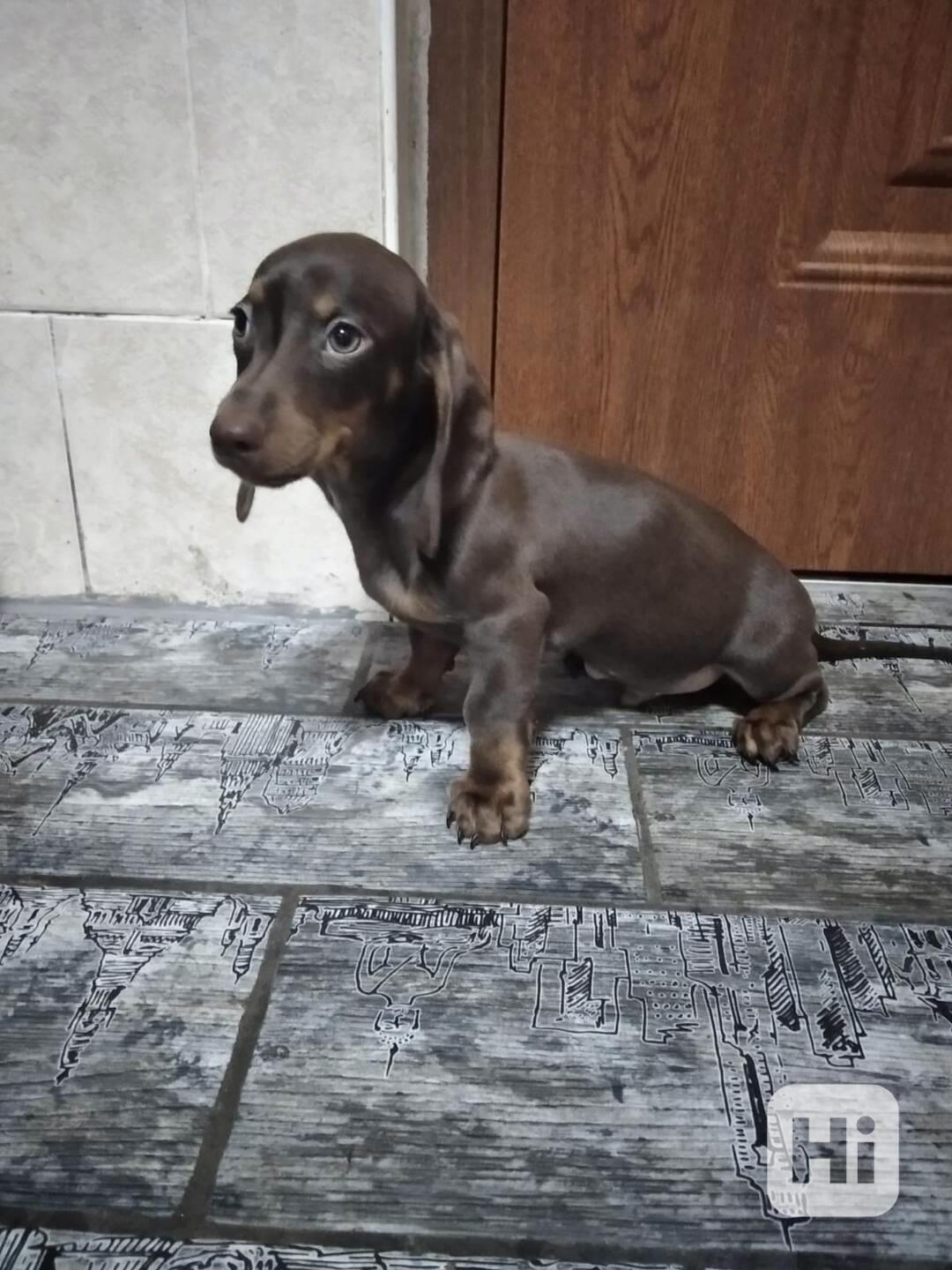 Jezevčík kratkosrsty - foto 1