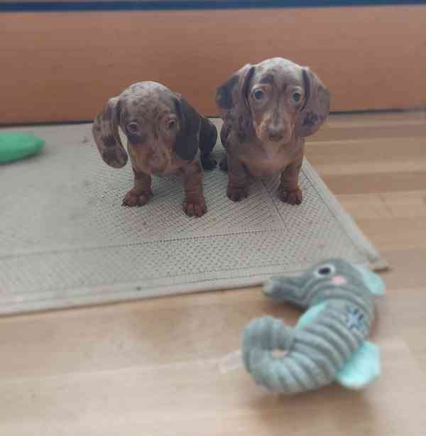 Jezevčík kratkosrsty - foto 3