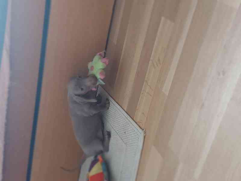 Jezevčík kratkosrsty - foto 2