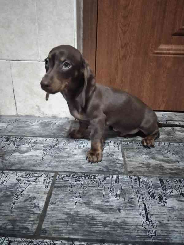 Jezevčík kratkosrsty - foto 1