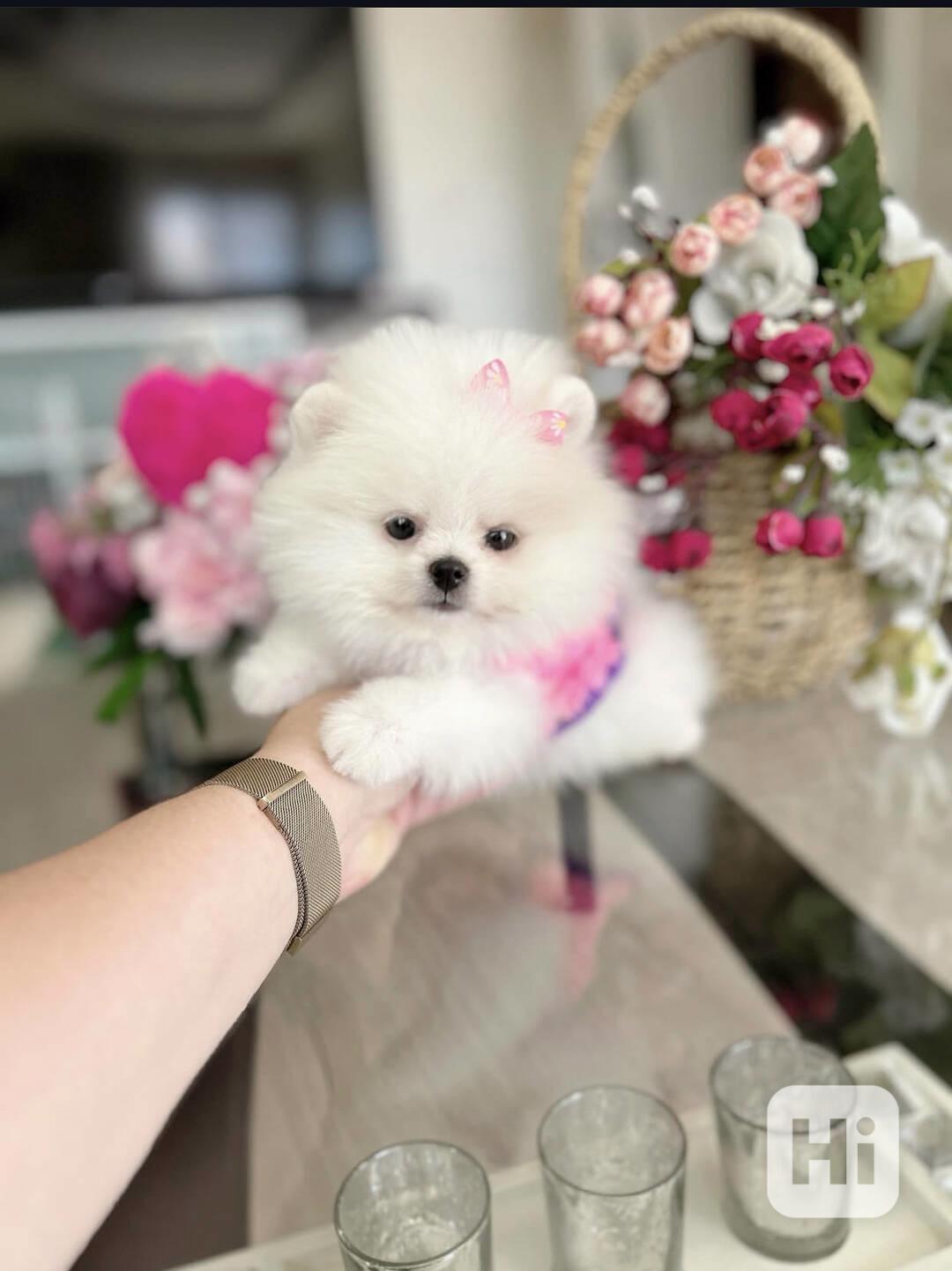 Roztomilá štěňata pomeraniana k odběru. - foto 1