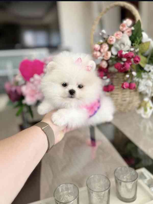 Roztomilá štěňata pomeraniana k odběru. - foto 2