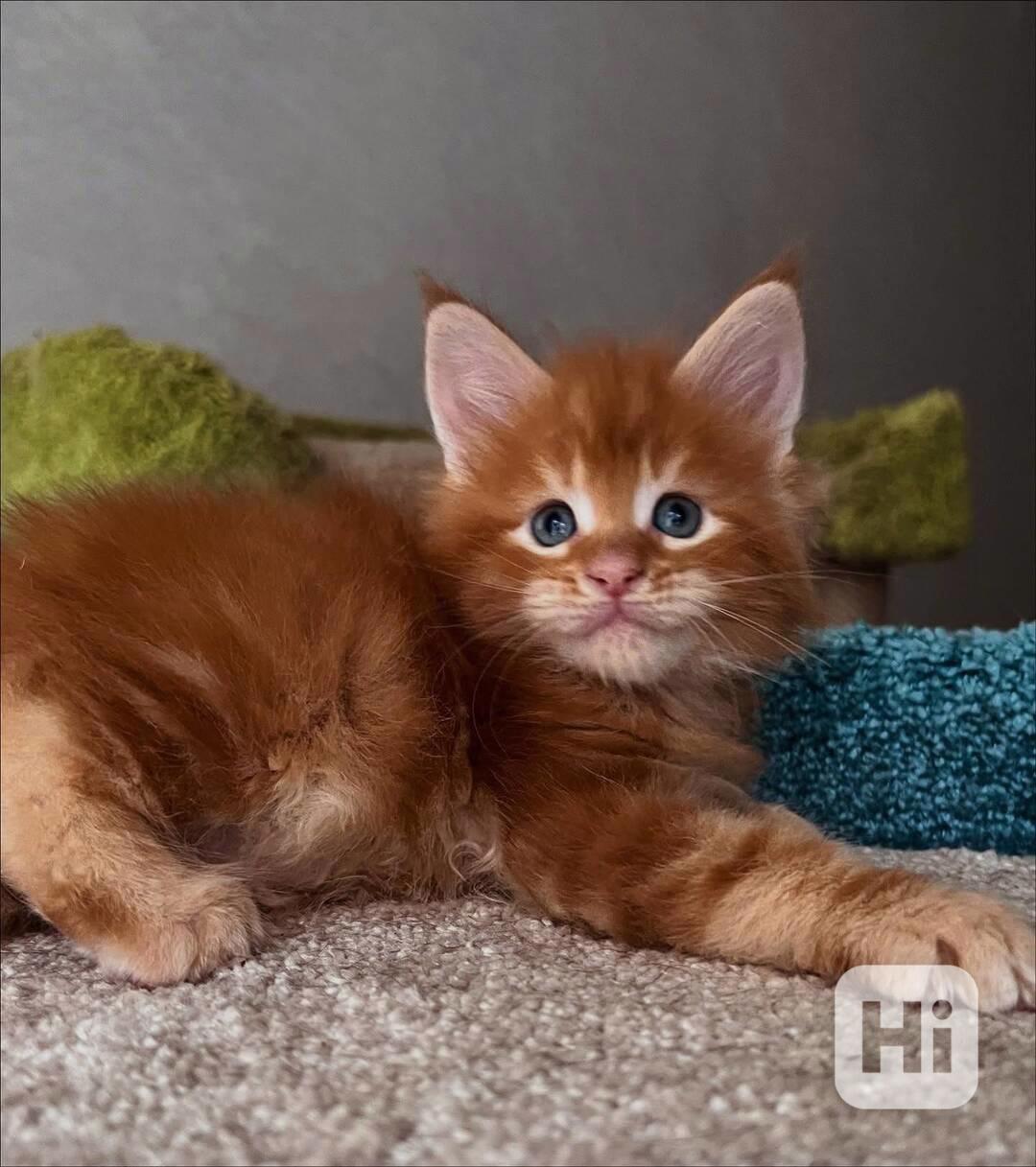 Koťata Mainské mývalí kočky - foto 1