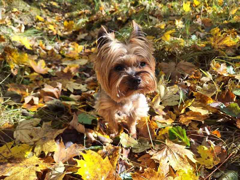 Jorkšírský teriér krytí, připuštění - foto 9