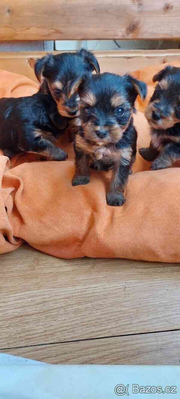 Jorkšírský teriér krytí, připuštění - foto 13