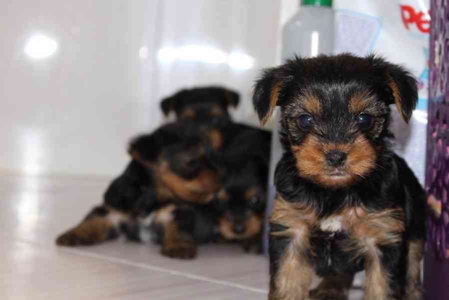 Jorkšírský teriér krytí, připuštění - foto 19