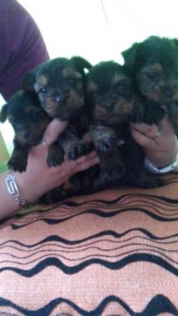 Jorkšírský teriér krytí, připuštění - foto 15